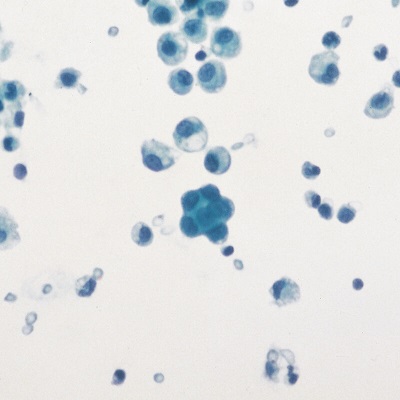 Cells on Microscope Slide